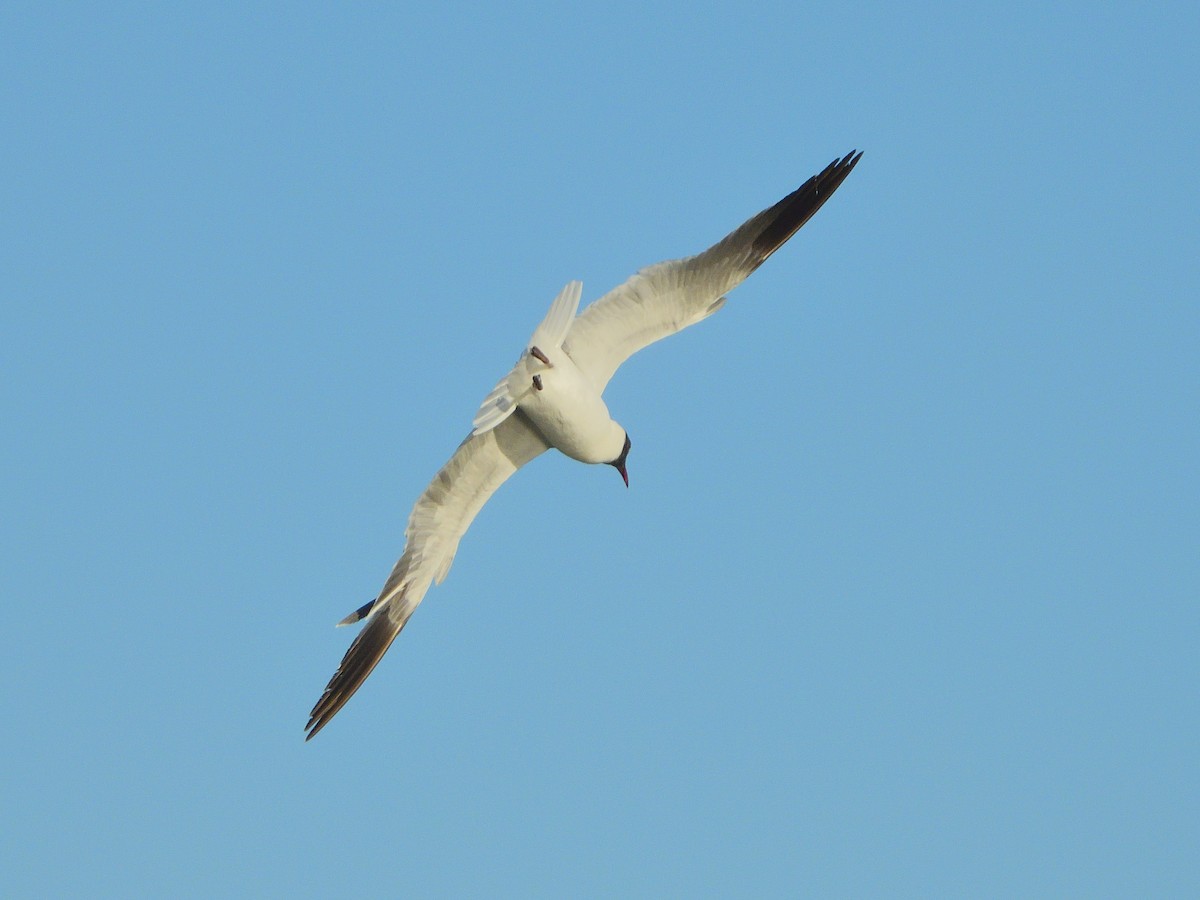 Mouette atricille - ML620614069