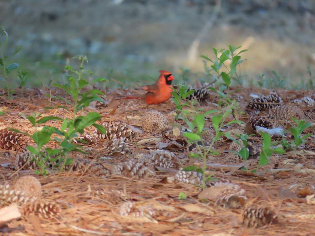 Cardinal rouge - ML620614071