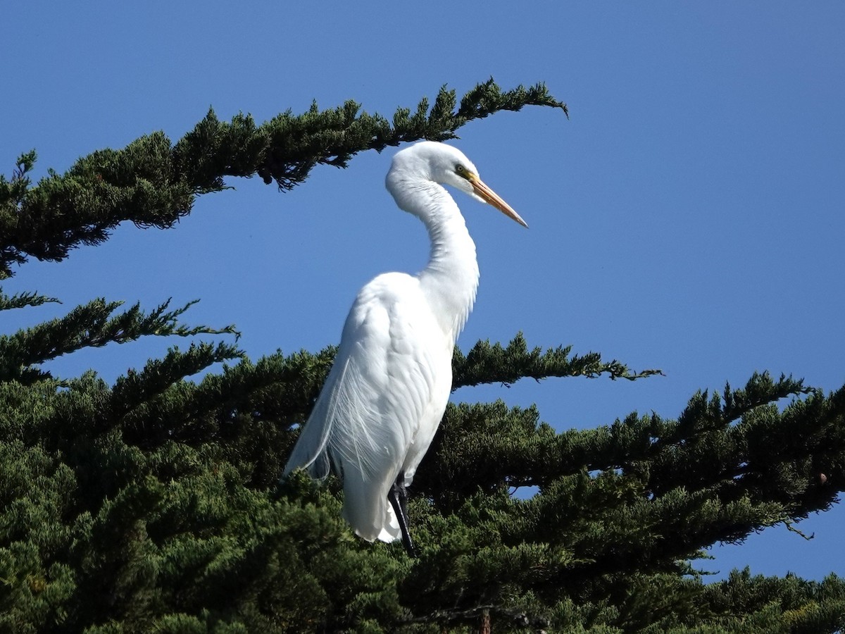 Great Egret - ML620614076