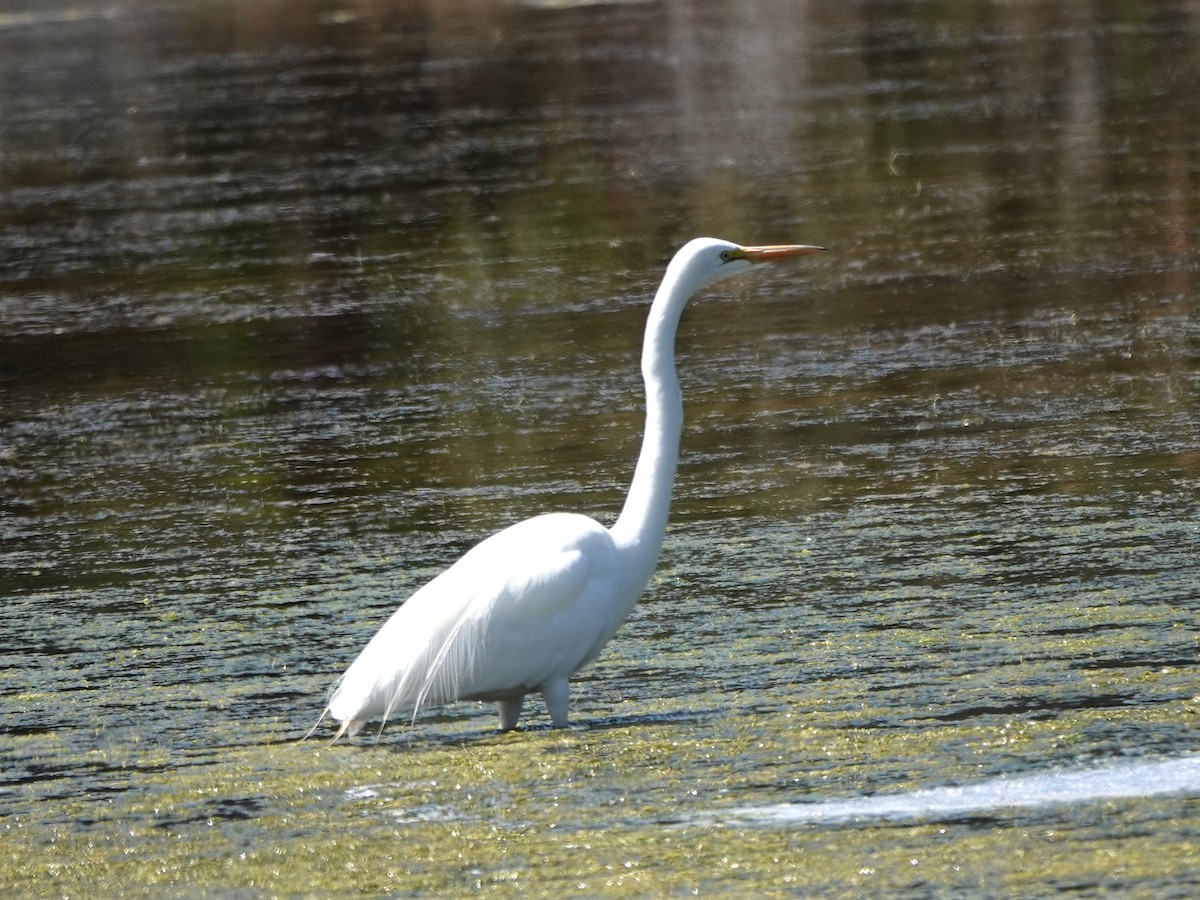 Grande Aigrette - ML620614078