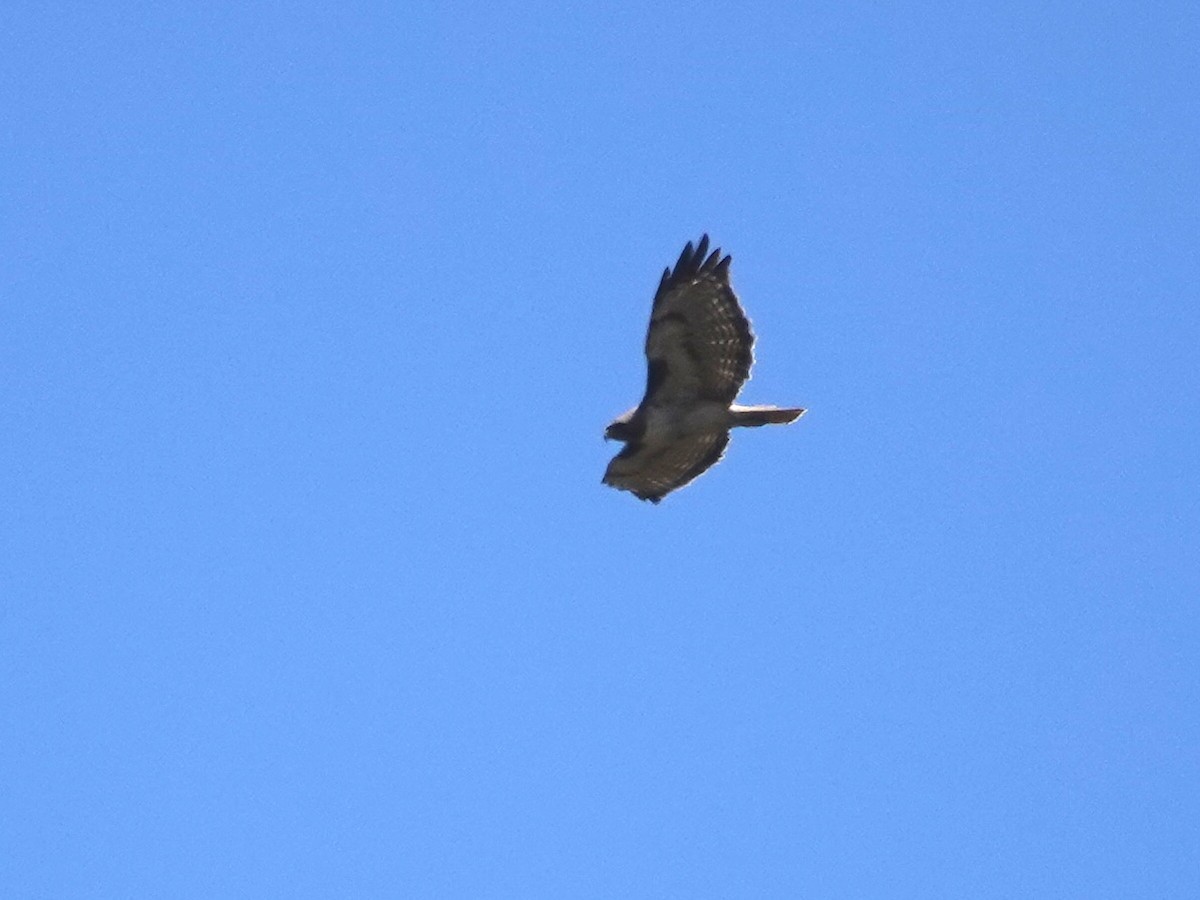 Red-tailed Hawk - ML620614079