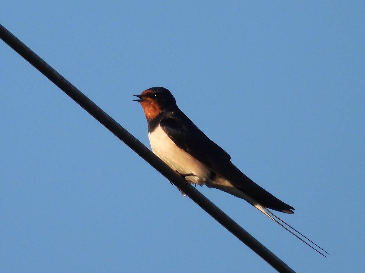 Golondrina Común - ML620614080