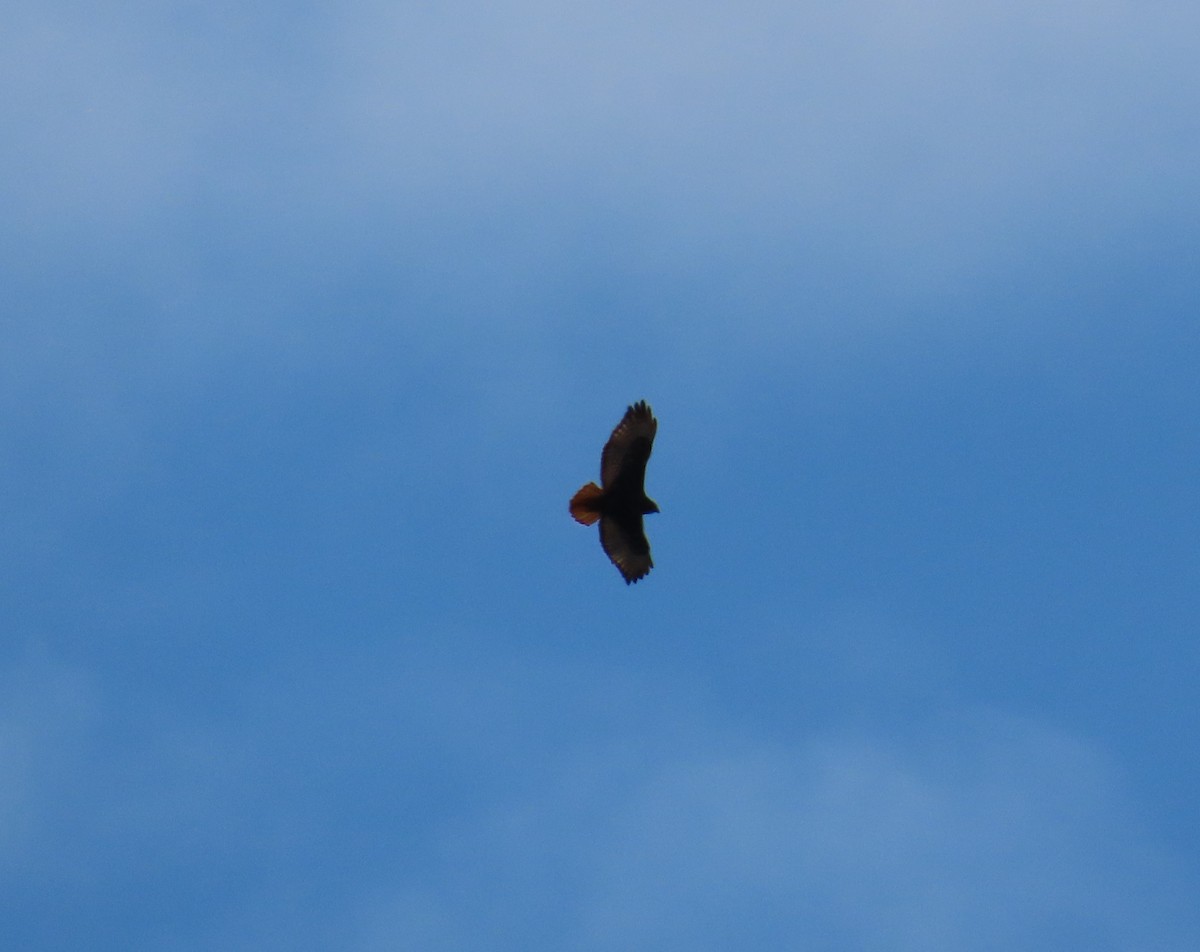 Red-tailed Hawk - ML620614084