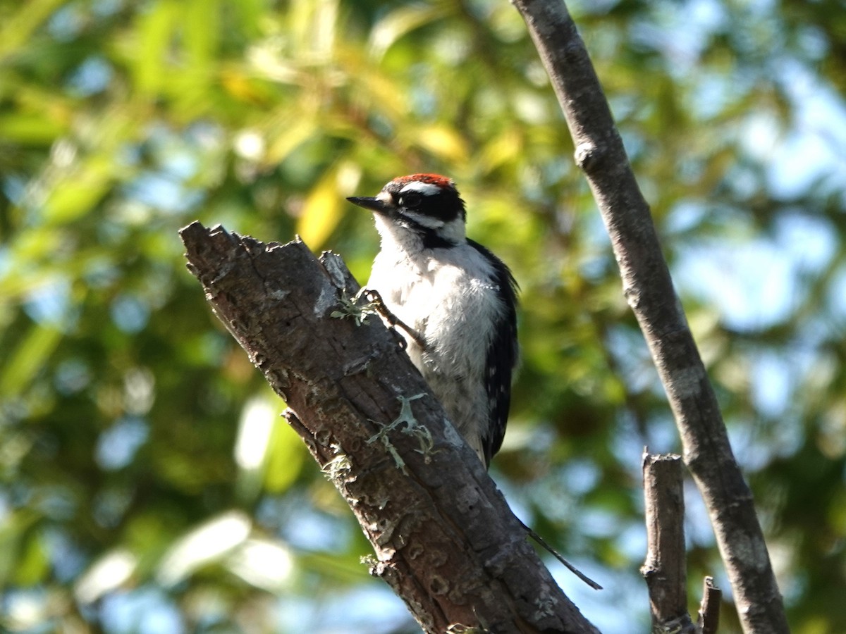 Downy Woodpecker - ML620614085