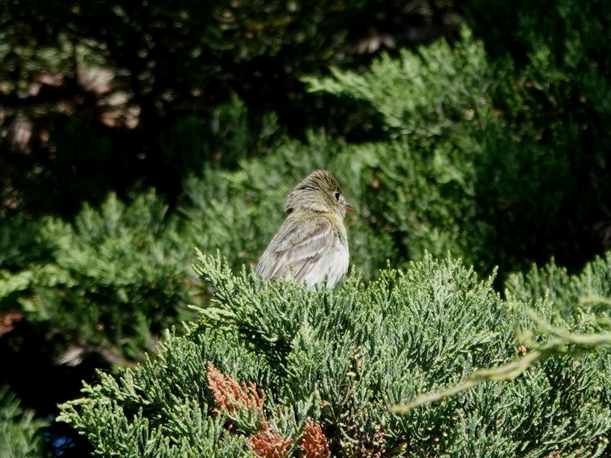 Western Flycatcher - ML620614087