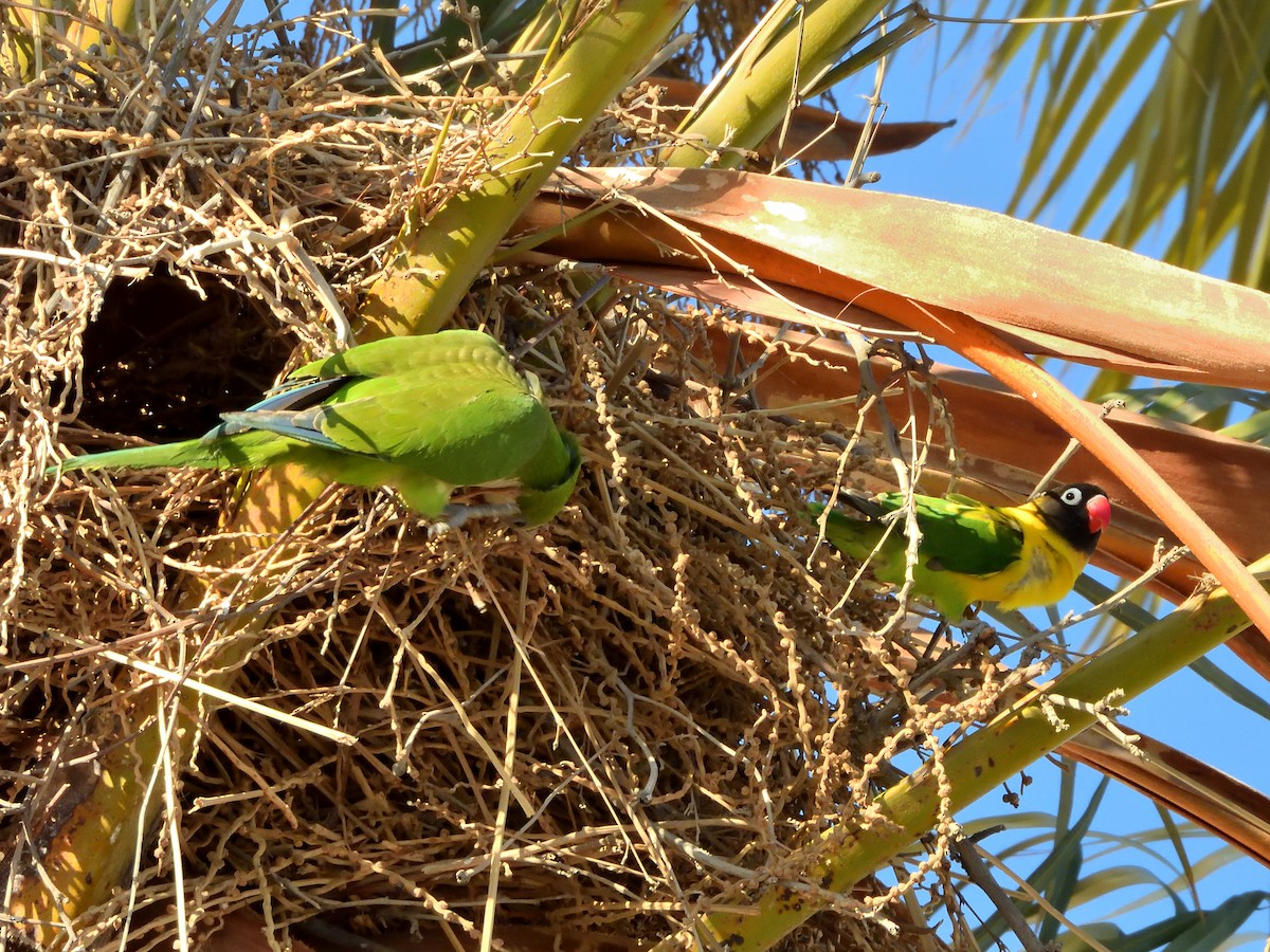 Yellow-collared Lovebird - ML620614088