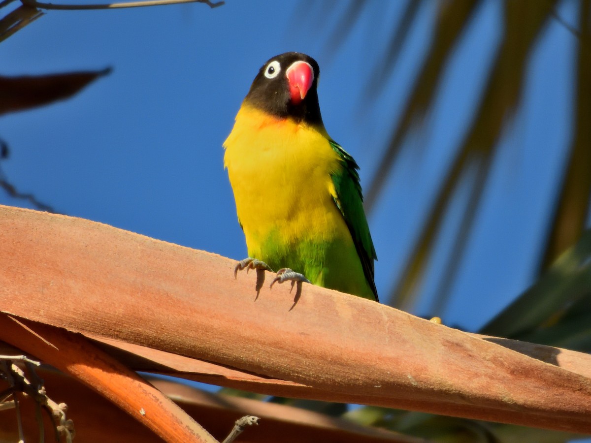 Yellow-collared Lovebird - ML620614090