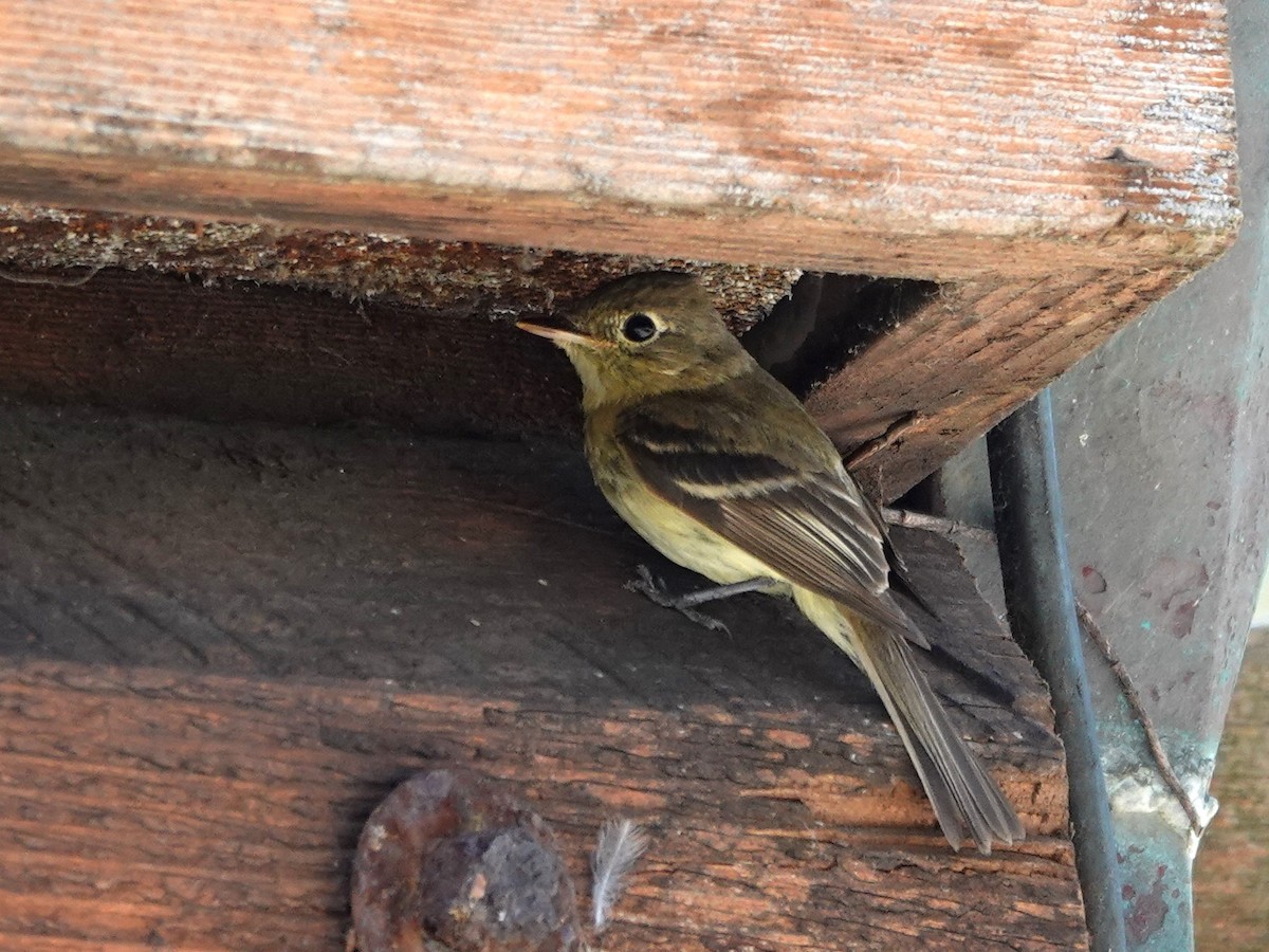 Western Flycatcher - ML620614091