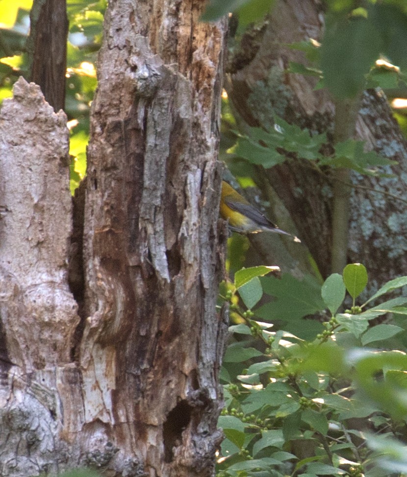 Prothonotary Warbler - ML620614093