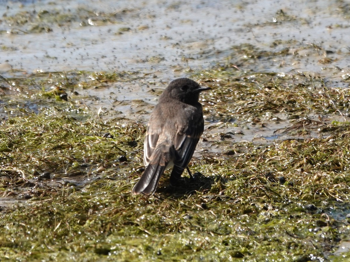 Black Phoebe - ML620614094