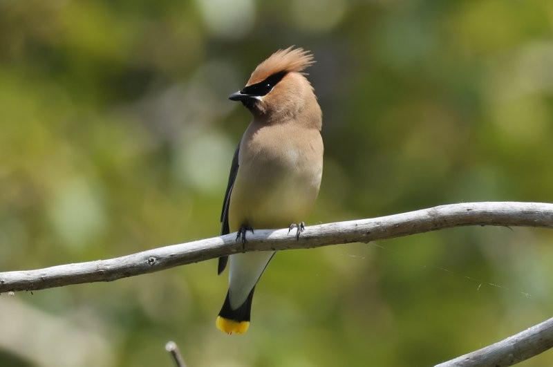 Cedar Waxwing - ML620614096