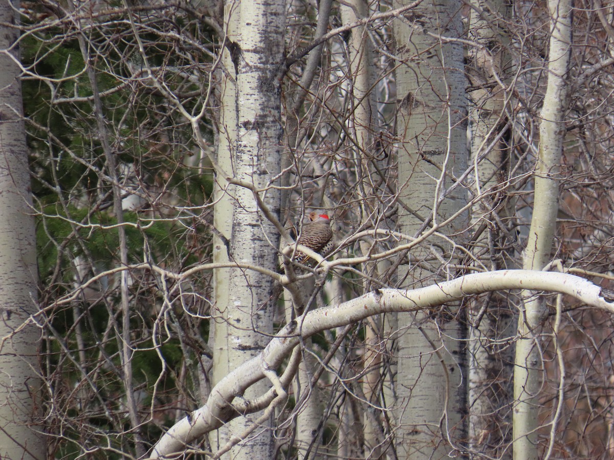 Northern Flicker - John Greaves