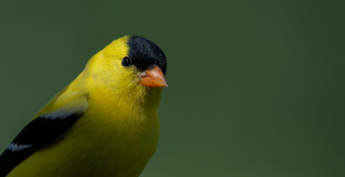 American Goldfinch - ML620614098