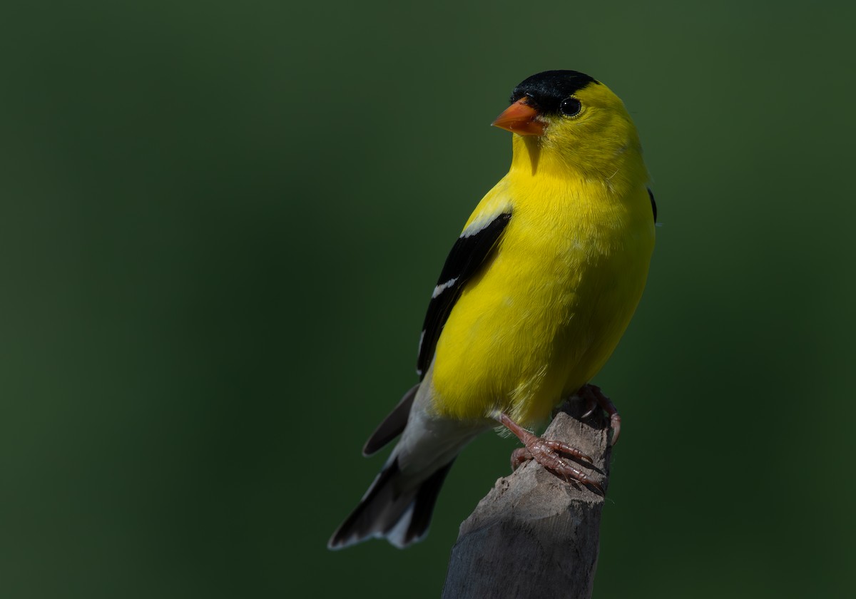 American Goldfinch - ML620614099