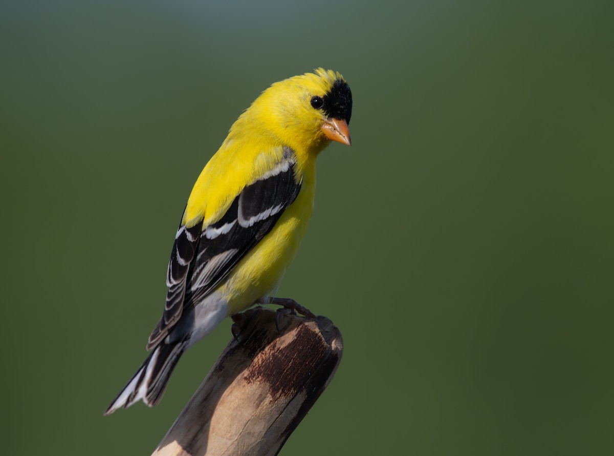 American Goldfinch - ML620614101