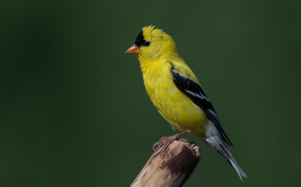 Chardonneret jaune - ML620614102