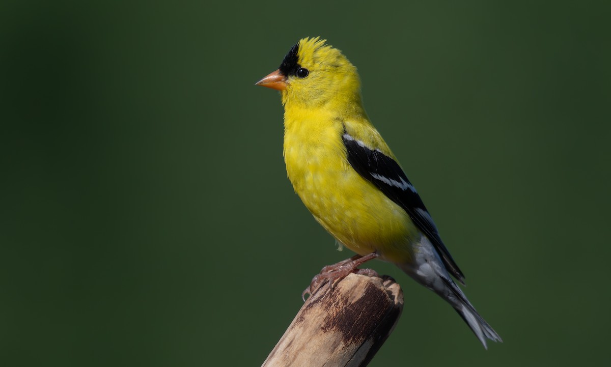 American Goldfinch - ML620614104