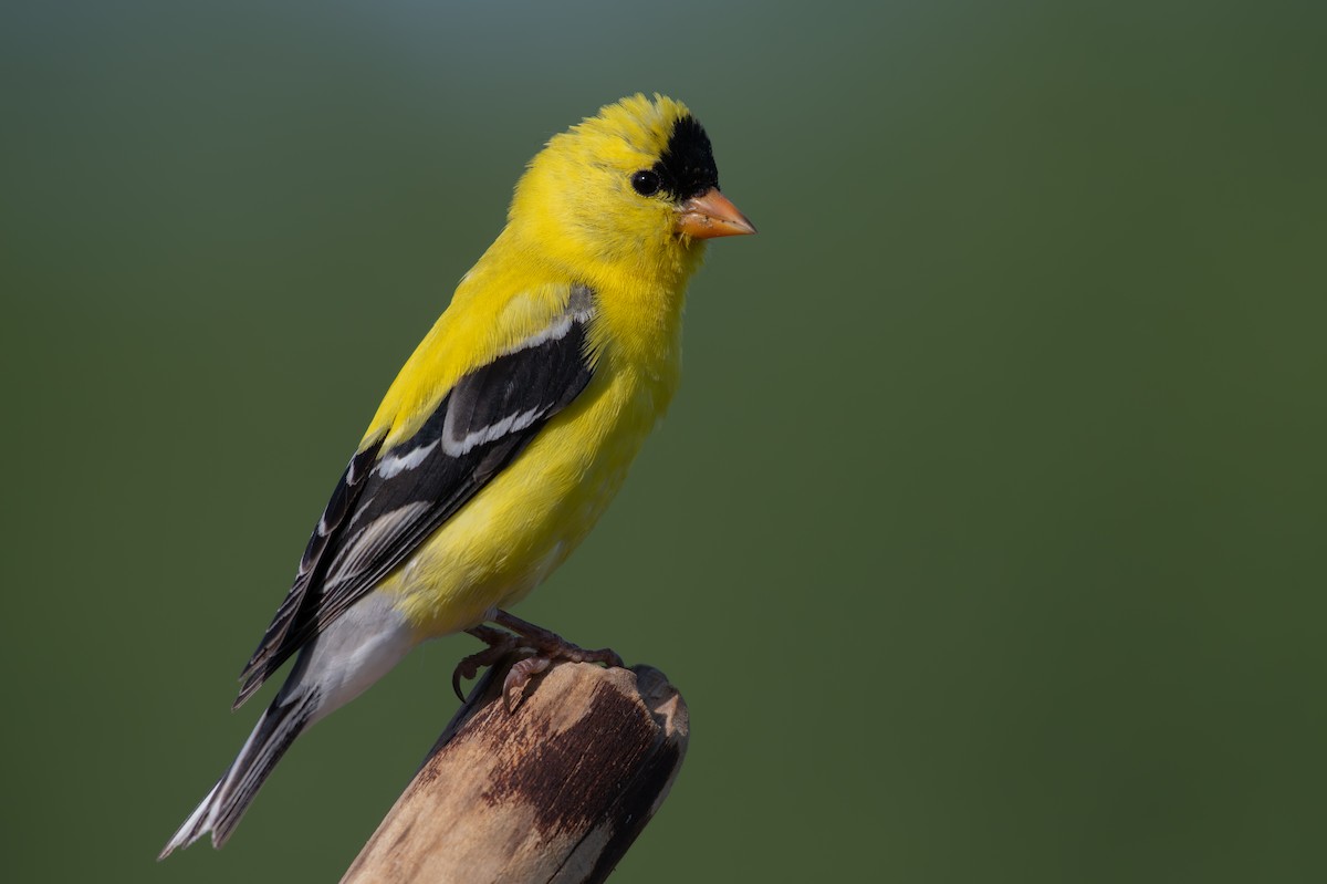 American Goldfinch - ML620614105