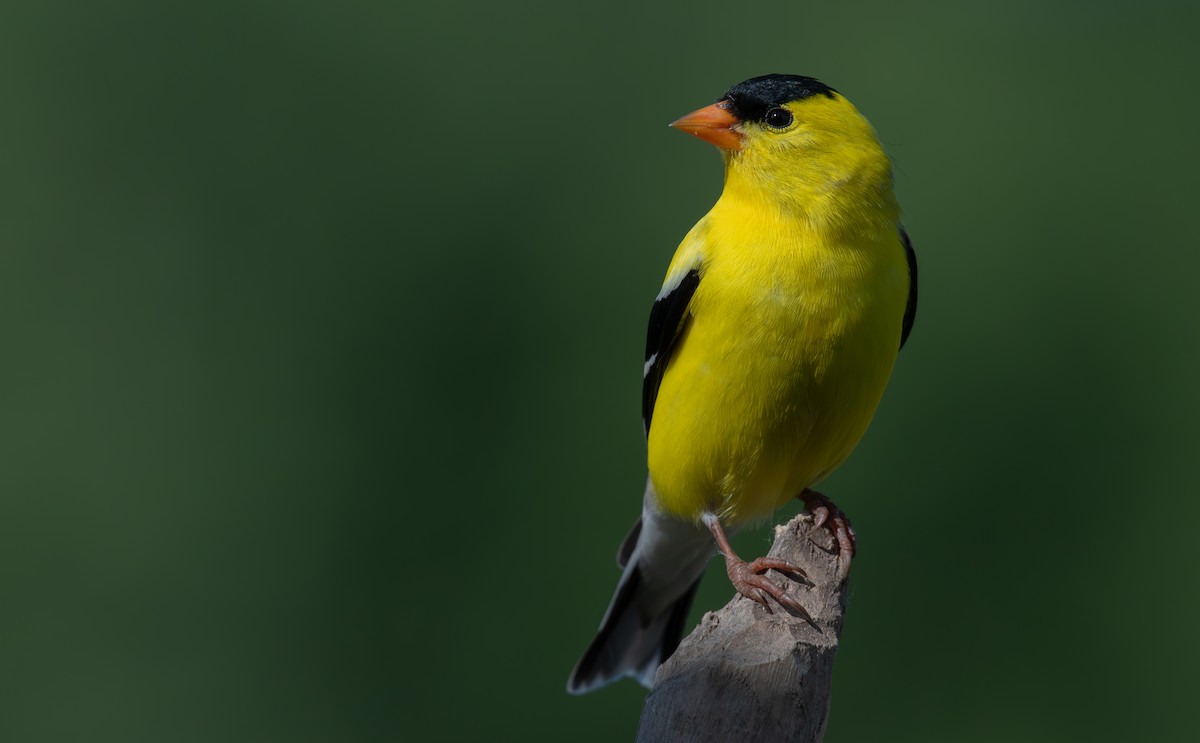 American Goldfinch - ML620614106