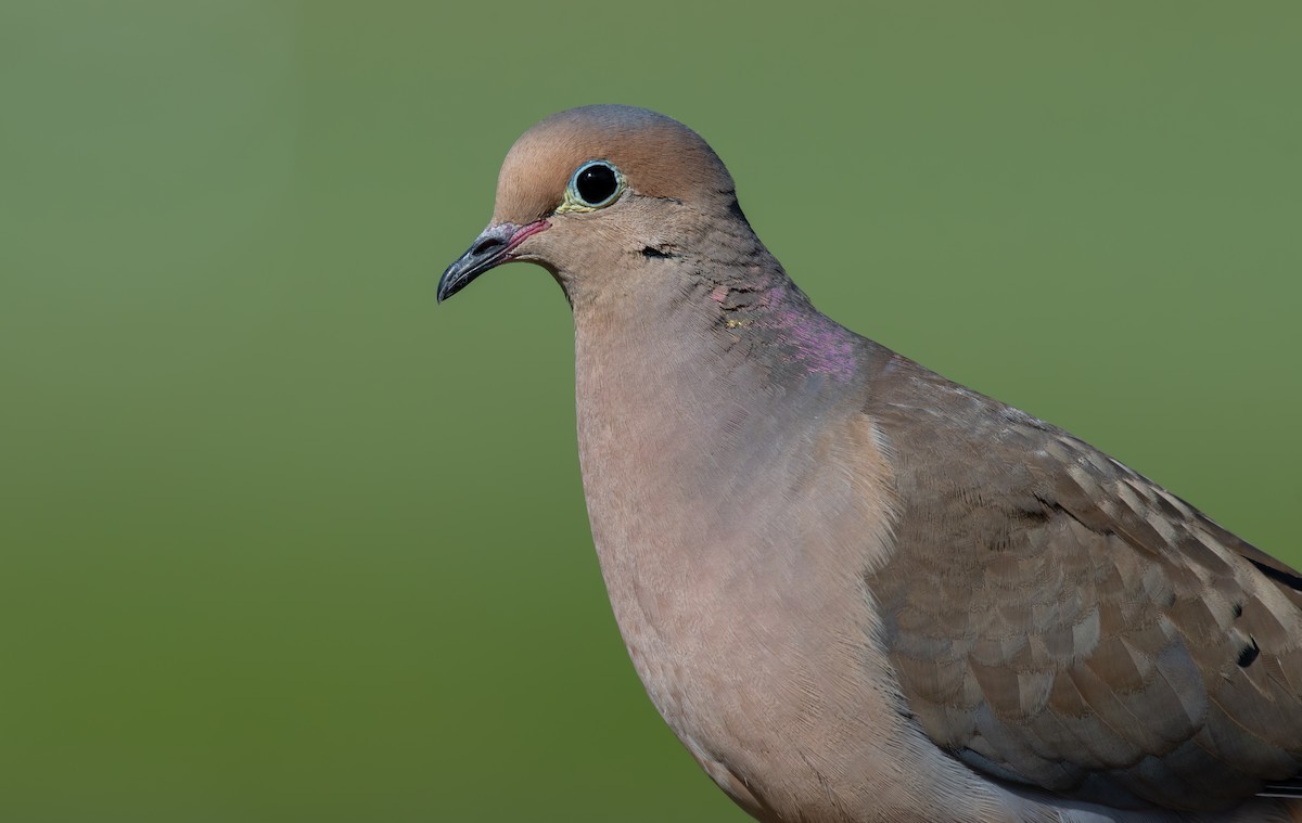 Mourning Dove - ML620614107