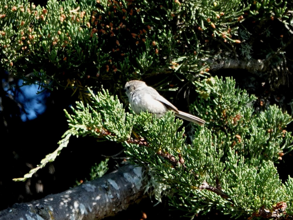 Bushtit - ML620614110