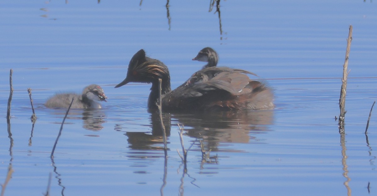 Eared Grebe - Gretchen Framel