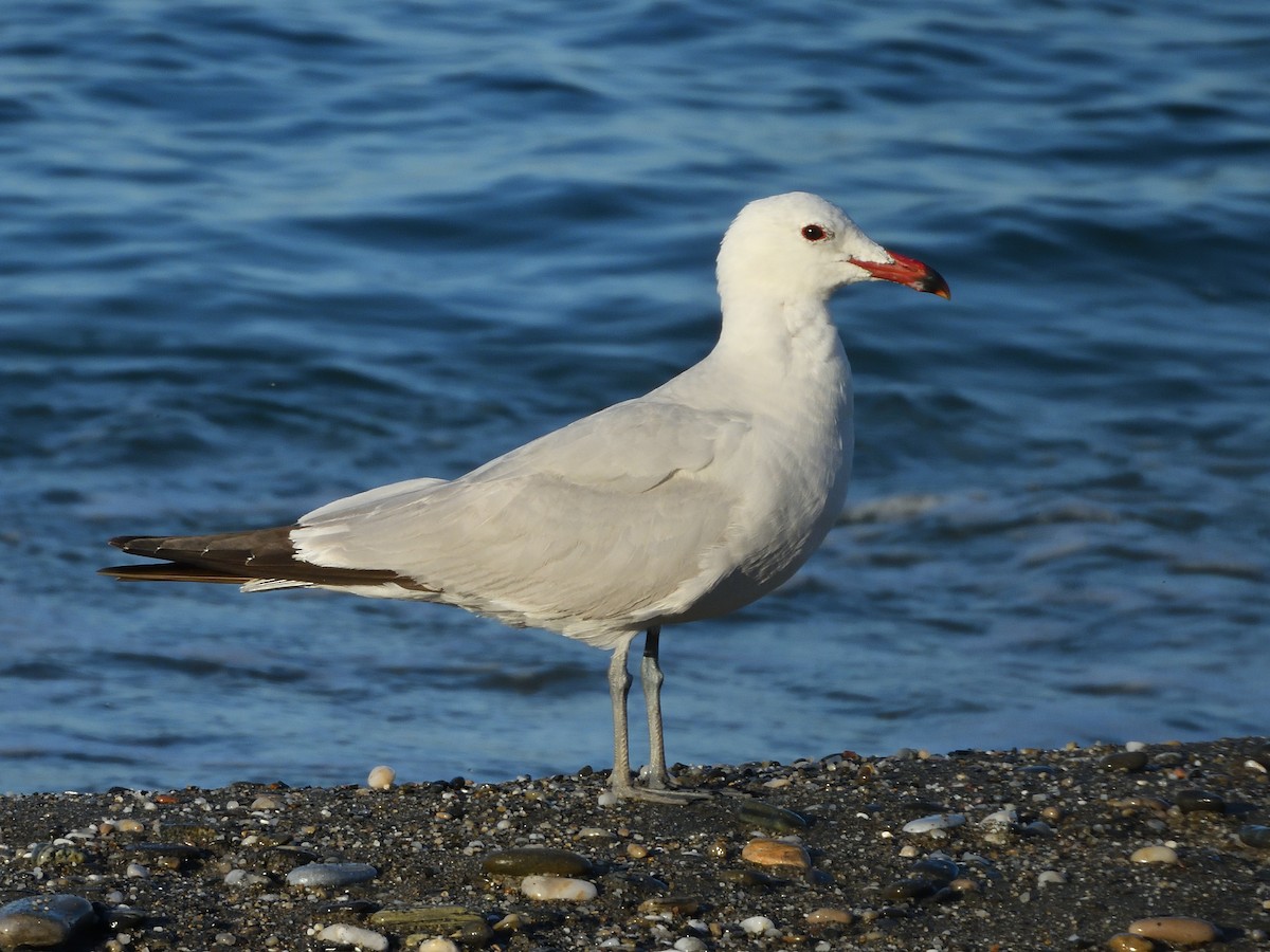 Audouin's Gull - Antonio Tamayo