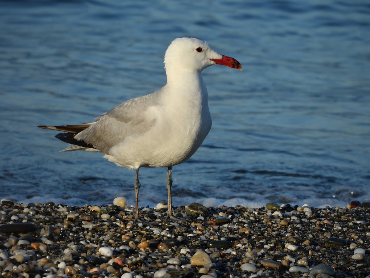 Audouin's Gull - ML620614113