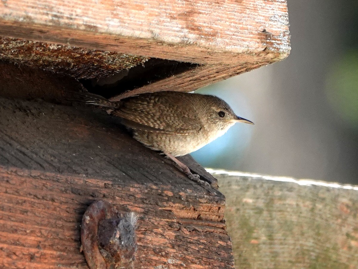 House Wren - ML620614114