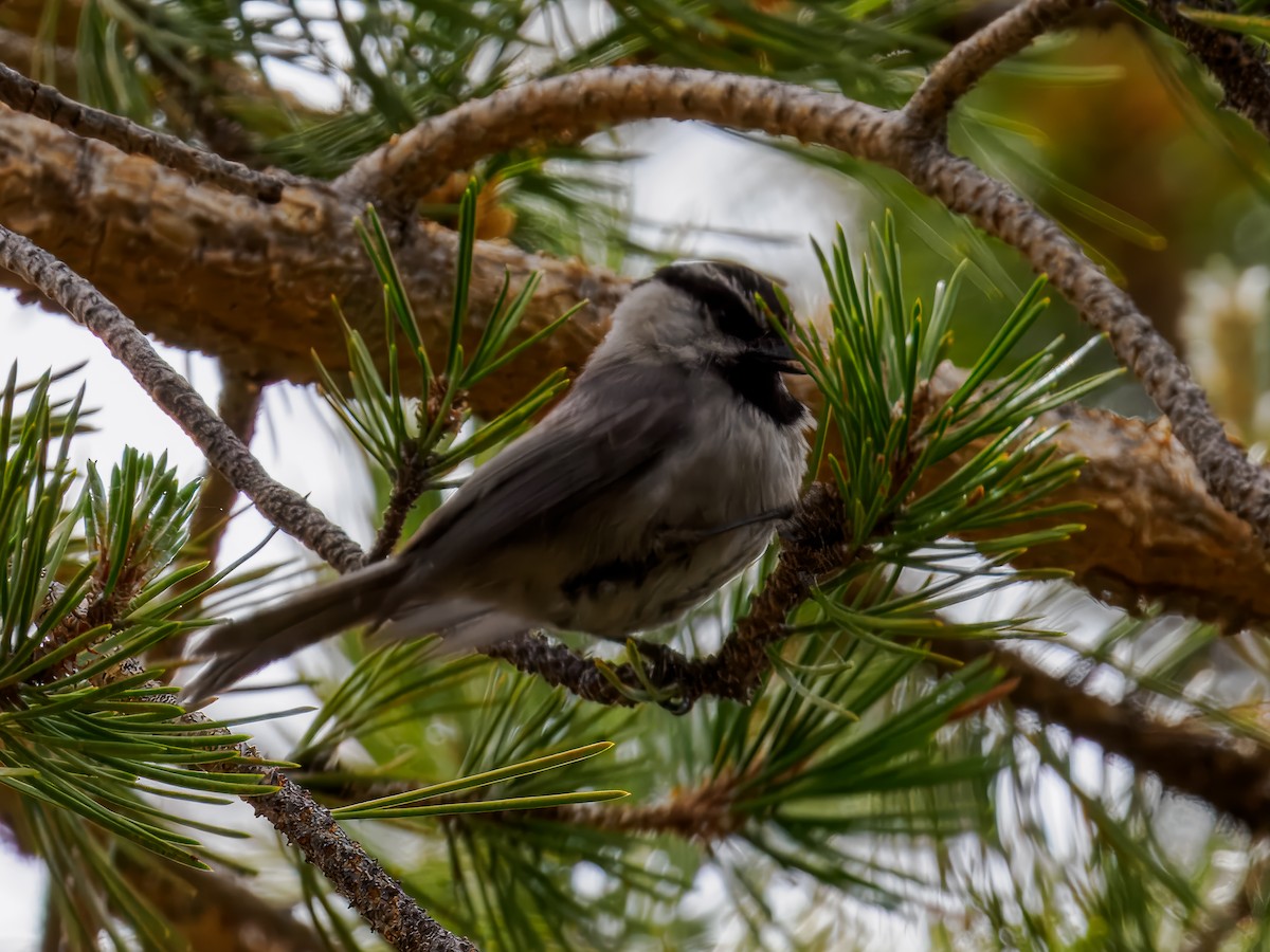 Mésange de Gambel - ML620614115