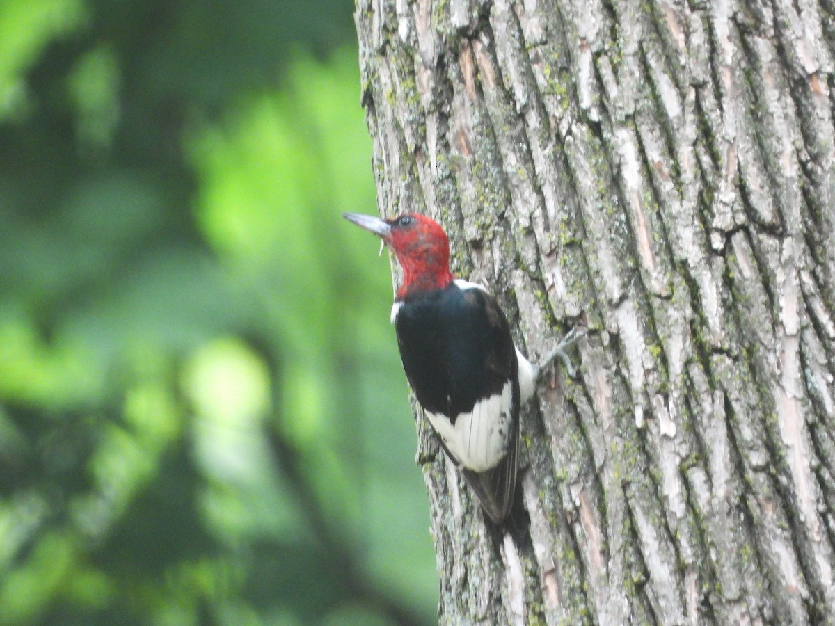 Red-headed Woodpecker - ML620614117