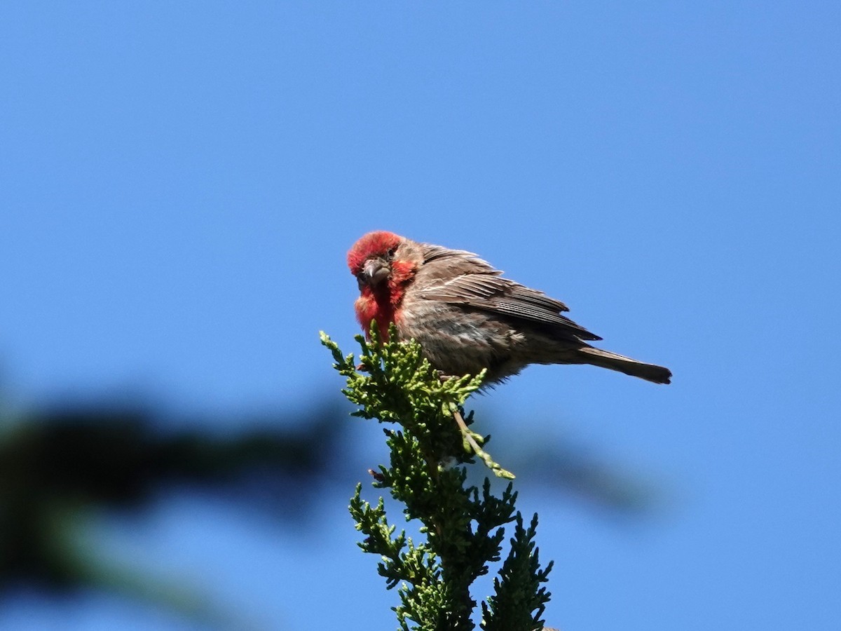 House Finch - ML620614119