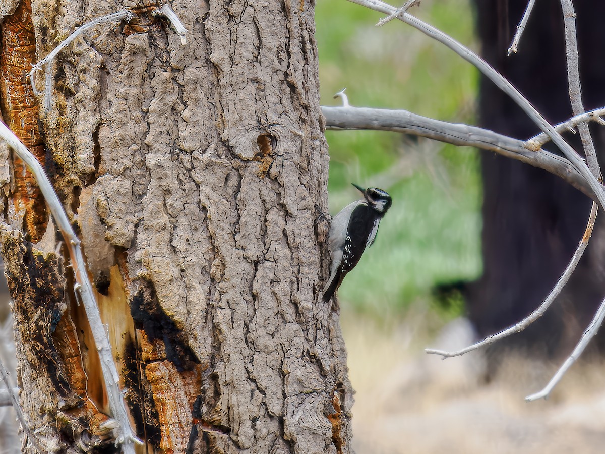 Hairy Woodpecker - ML620614120