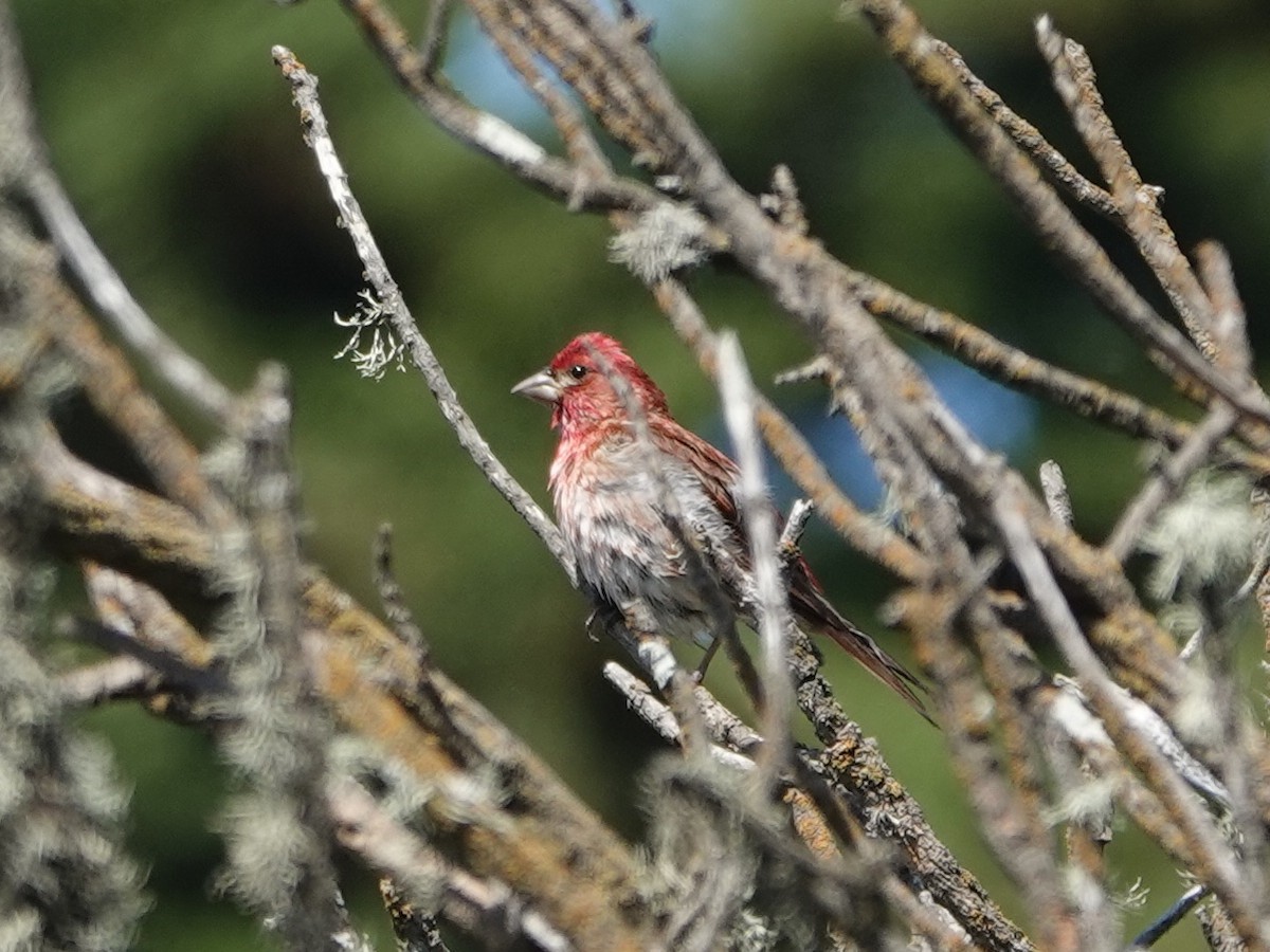 Purple Finch - ML620614121