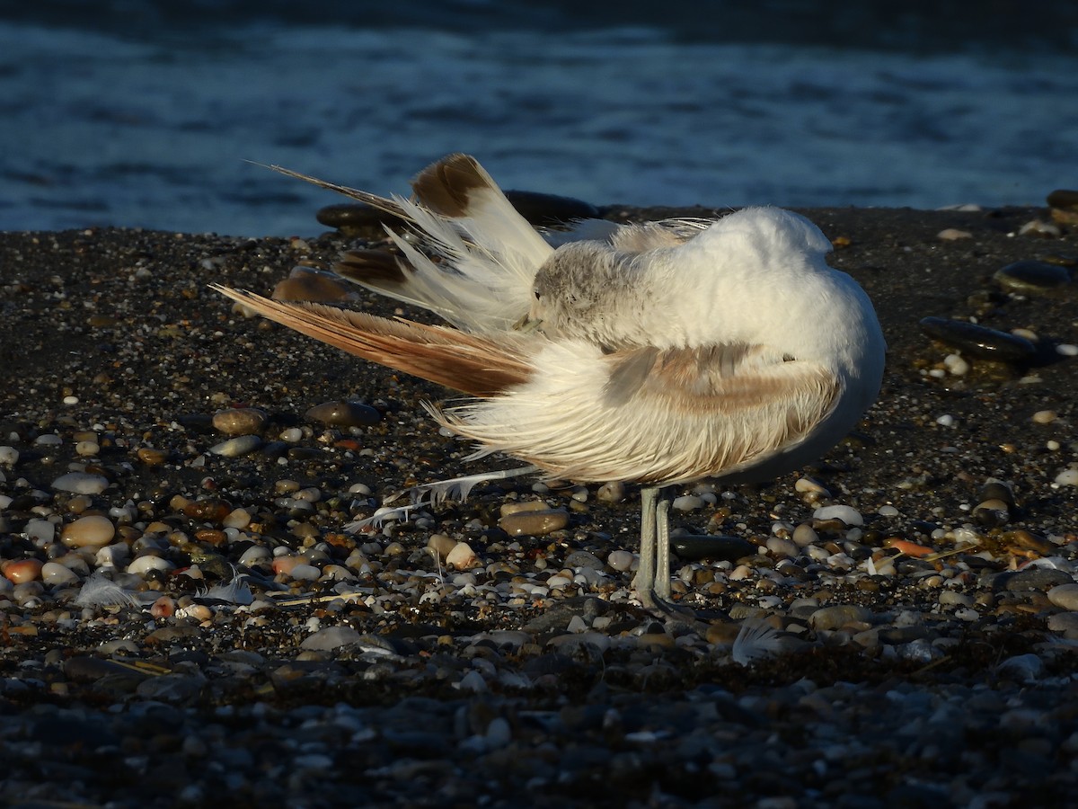 Common Gull - ML620614122