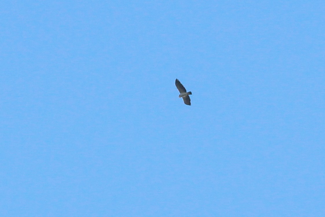 Short-tailed Hawk - ML620614123