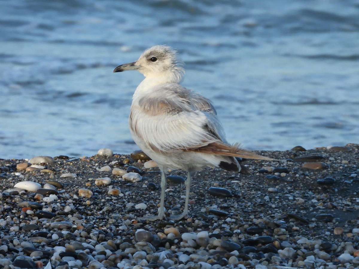 Gaviota Cana - ML620614124