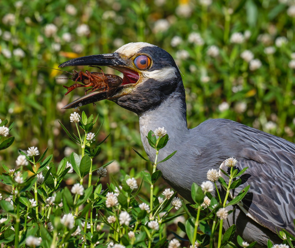 Yellow-crowned Night Heron - ML620614125