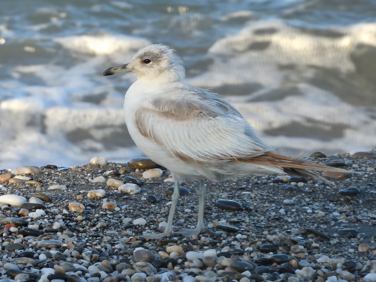 Gaviota Cana - ML620614126