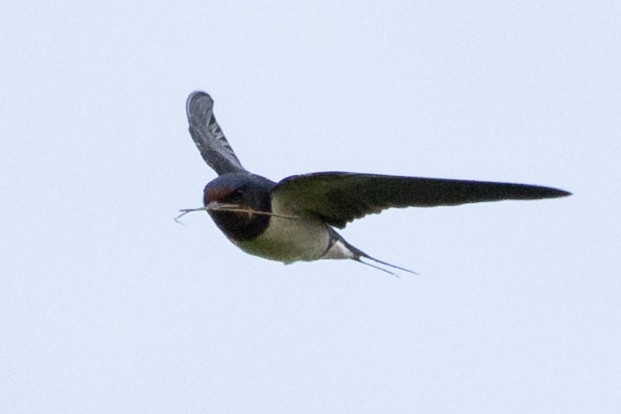 Barn Swallow - ML620614127