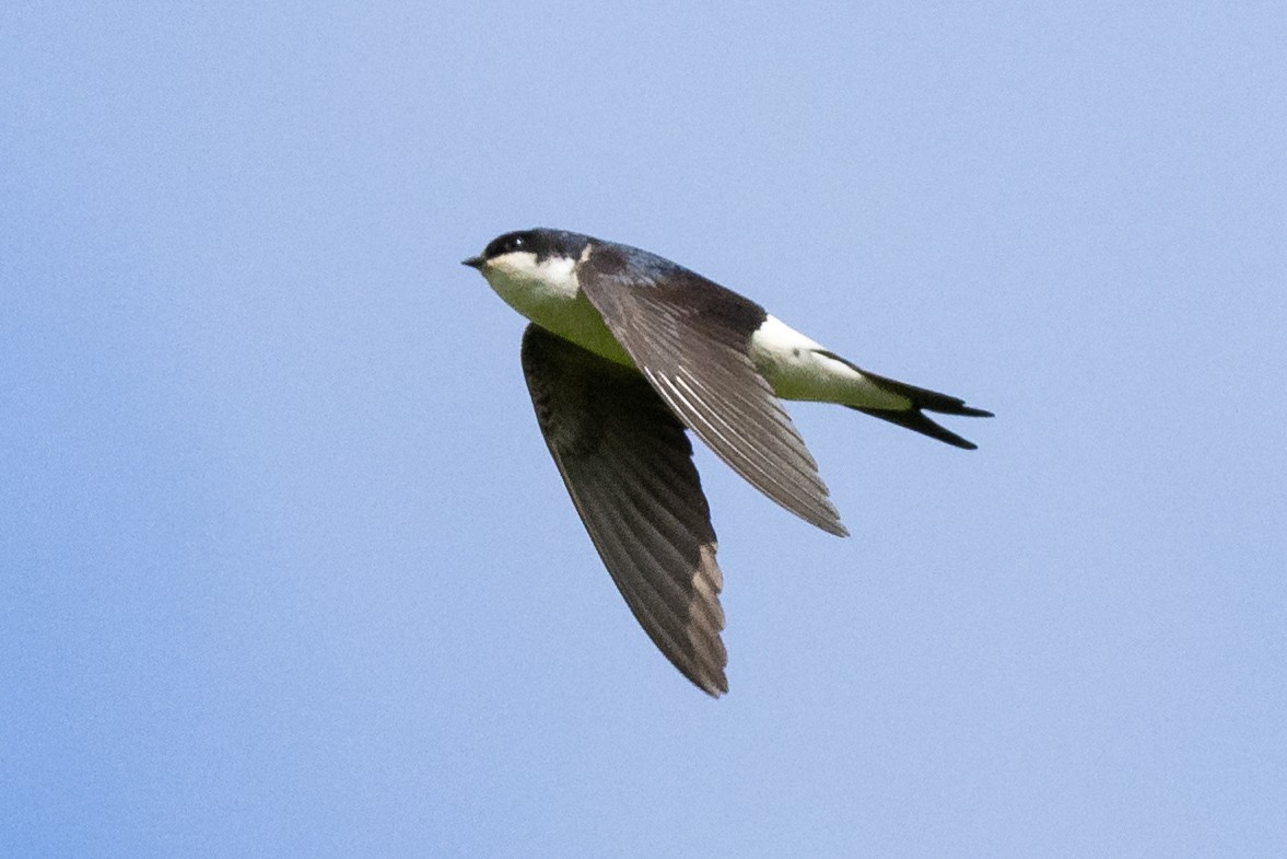 Western House-Martin - ML620614129