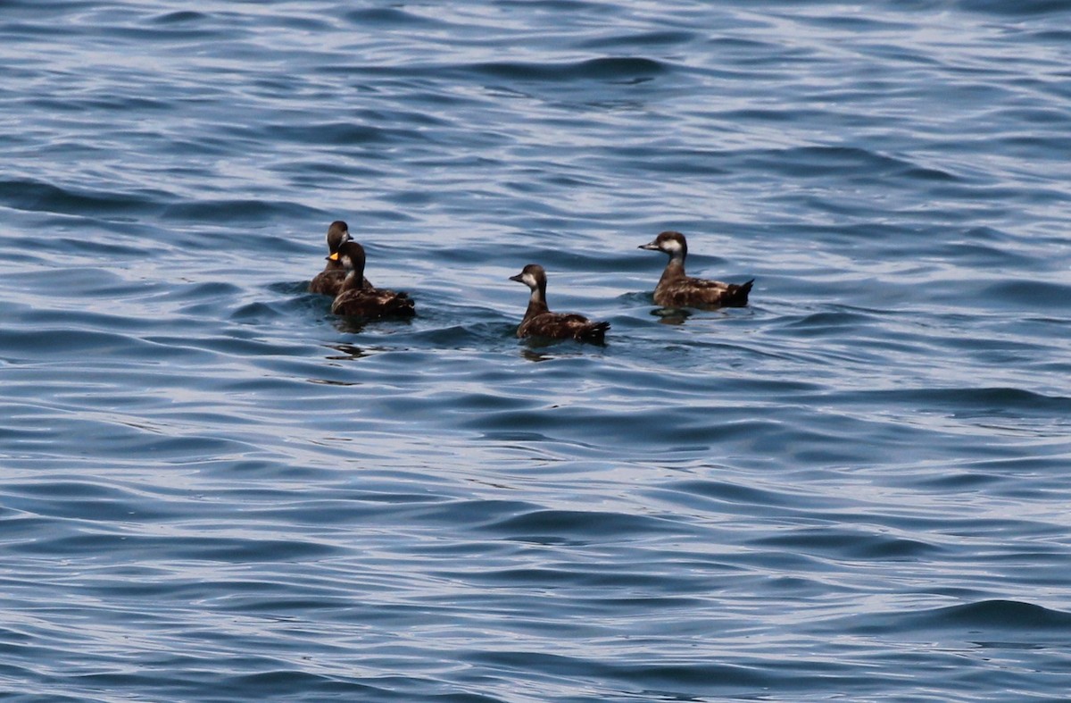 Black Scoter - ML620614130