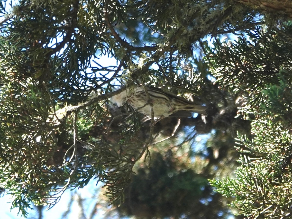 Pine Siskin - ML620614133