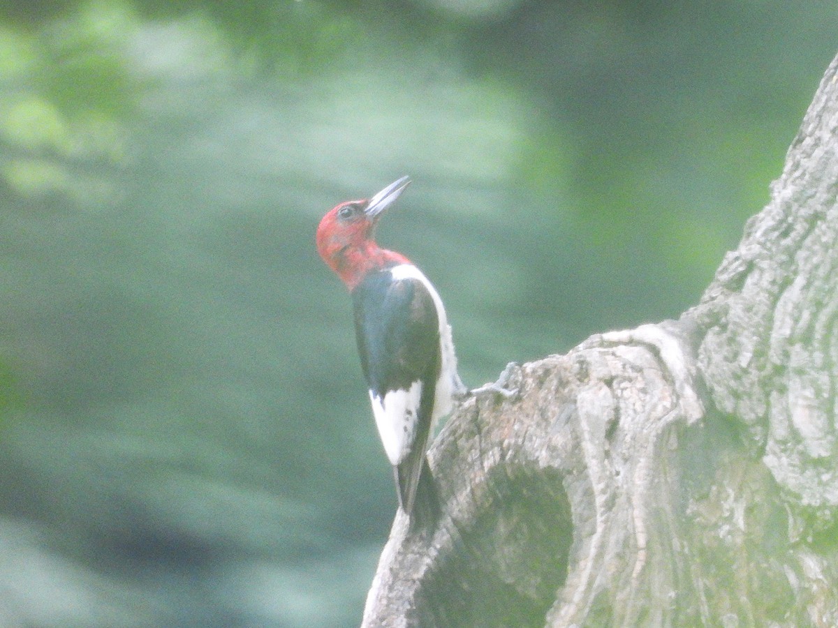 Red-headed Woodpecker - ML620614138