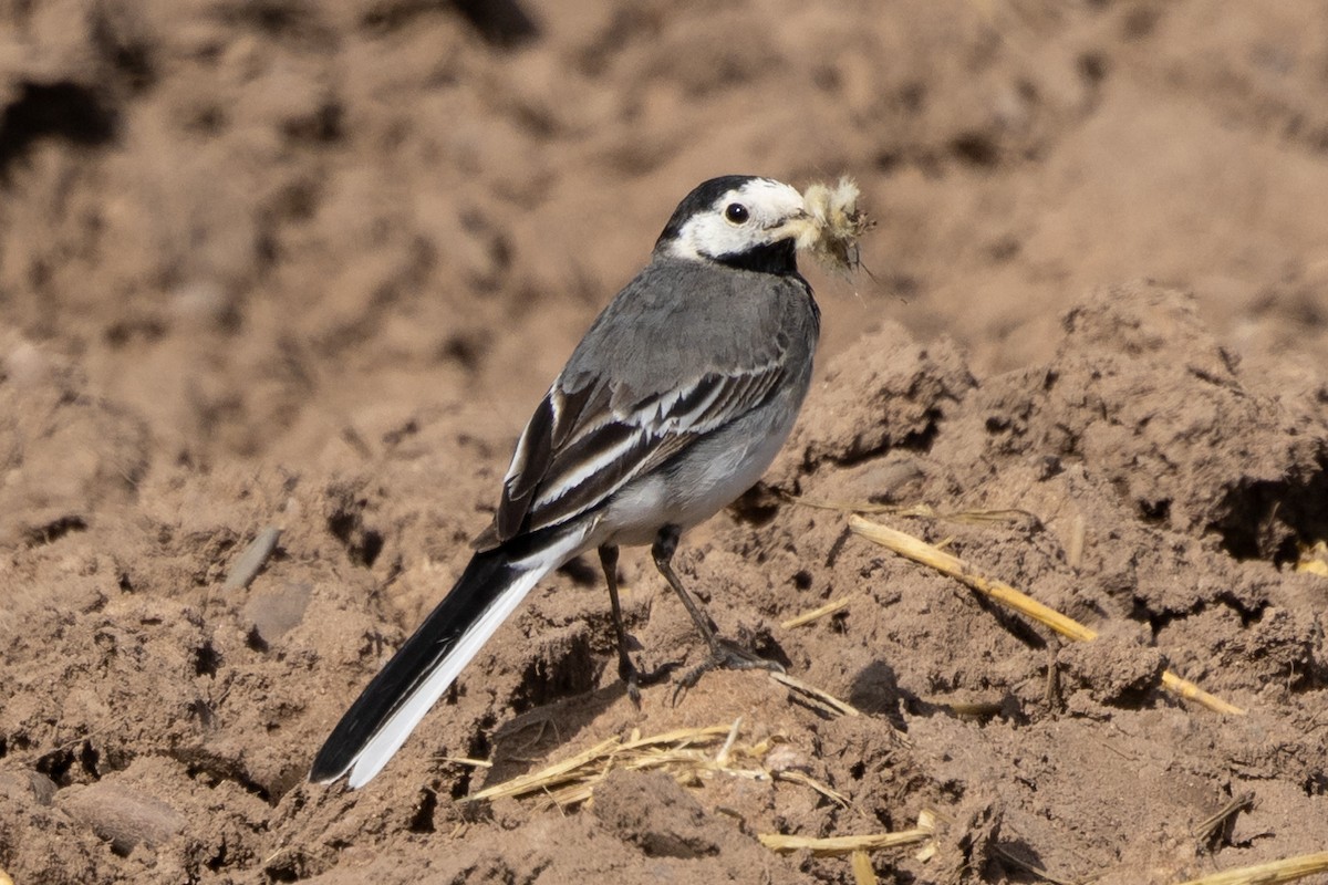 White Wagtail (British) - ML620614139