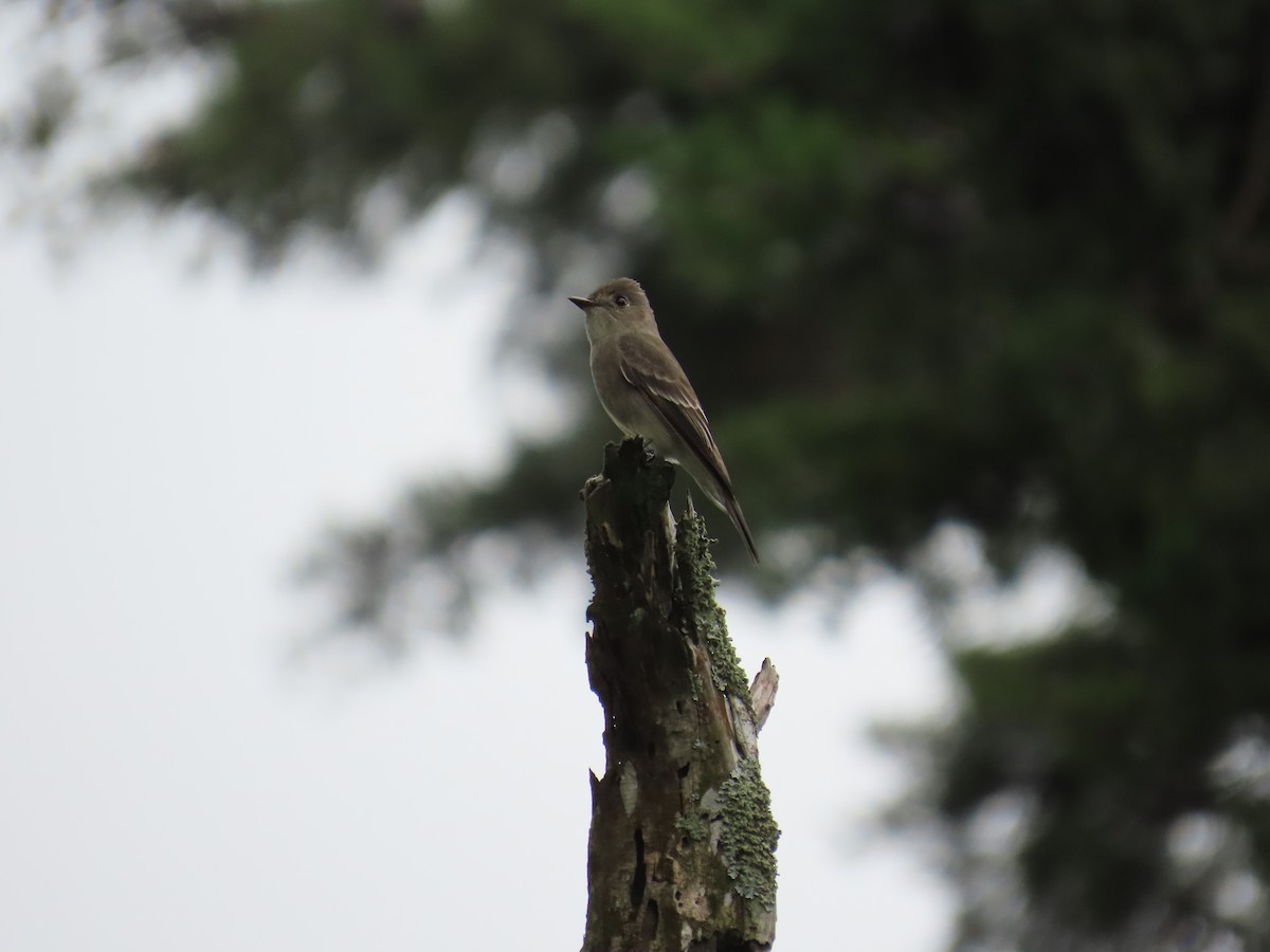 Western Wood-Pewee - ML620614140