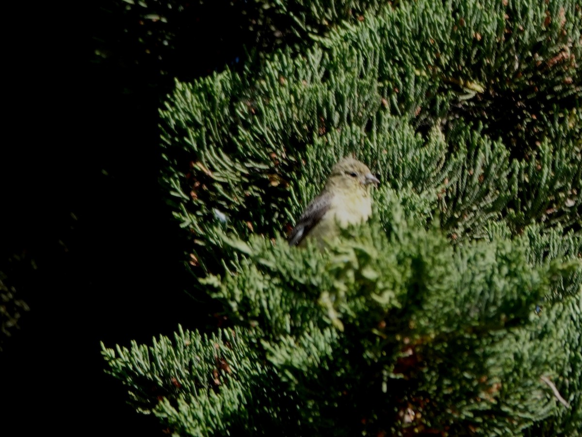 Lesser Goldfinch - ML620614141