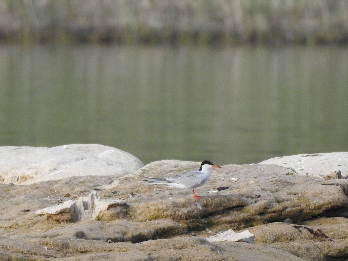 Common Tern - ML620614144