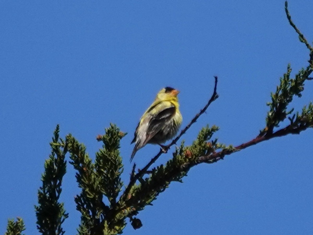 Chardonneret jaune - ML620614146