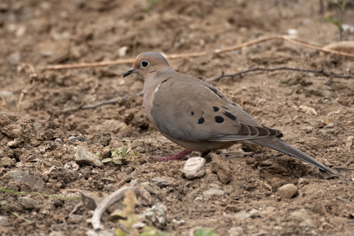 Mourning Dove - ML620614147